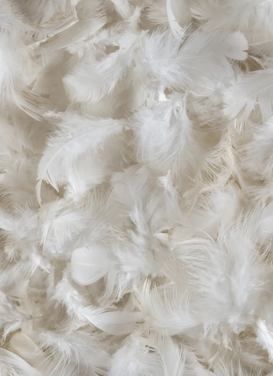 OREILLER RECTANGULAIRE NATUREL FERME ANTI-ACARIENS BLANC